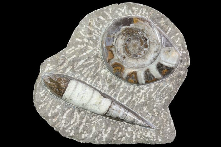Fossil Goniatite & Orthoceras Display #77220